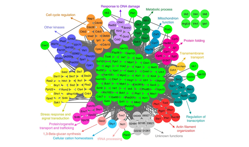 Cryptococcus neoformans Kinase Phenome Database