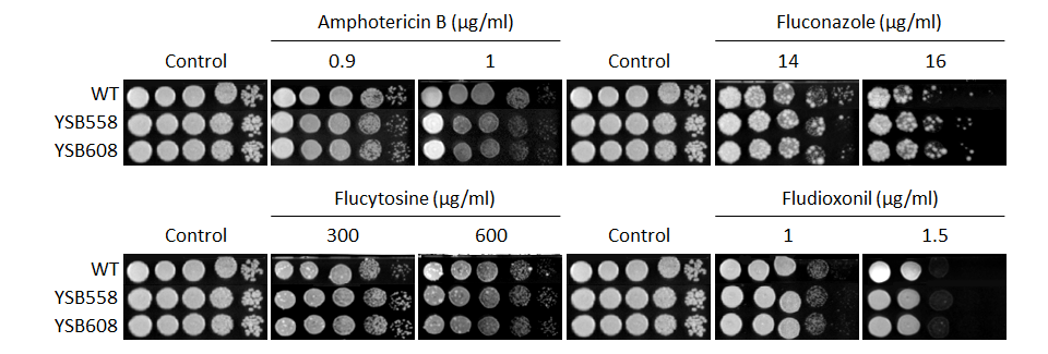 Antifungal drug susceptibility for CNAG_00047T0