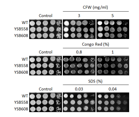 Cell wall stress phenotype for CNAG_00047T0