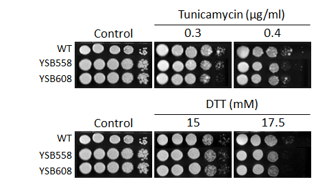 ER stress phenotype for CNAG_00047T0