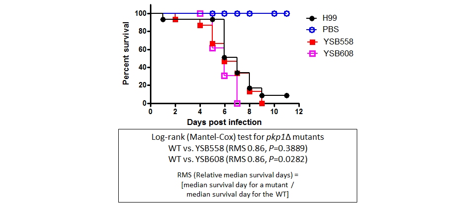Galleria mellonella virulence data for CNAG_00047T0