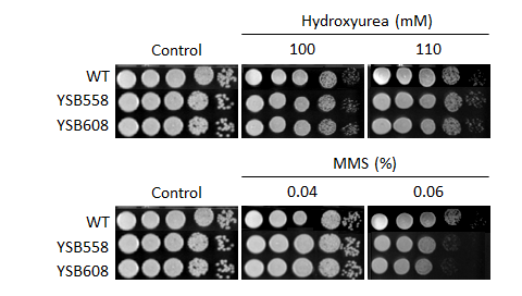 Genotoxic stress phenotype for CNAG_00047T0