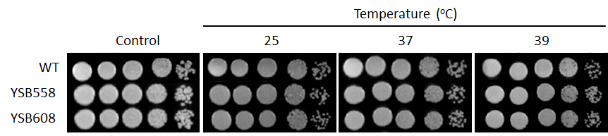 Growth phenotype for CNAG_00047T0
