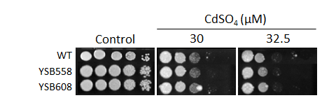 Heavy metal stress phenotype for CNAG_00047T0