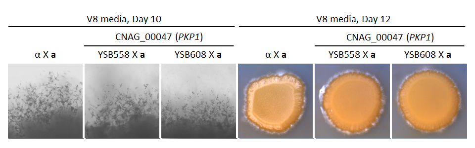 Growth phenotype for CNAG_00047T0