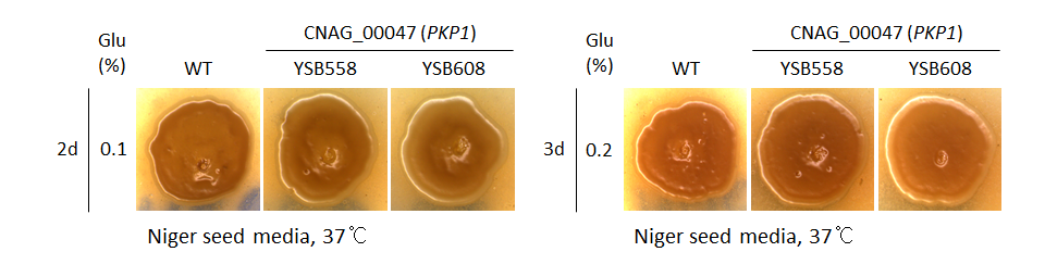 Melanin phenotype for CNAG_00047T0
