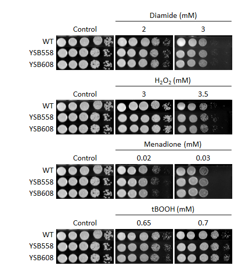 Oxidative stress phenotype for CNAG_00047T0