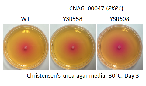 Urease phenotype for CNAG_00047T0