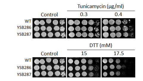 ER stress phenotype for CNAG_00106T0