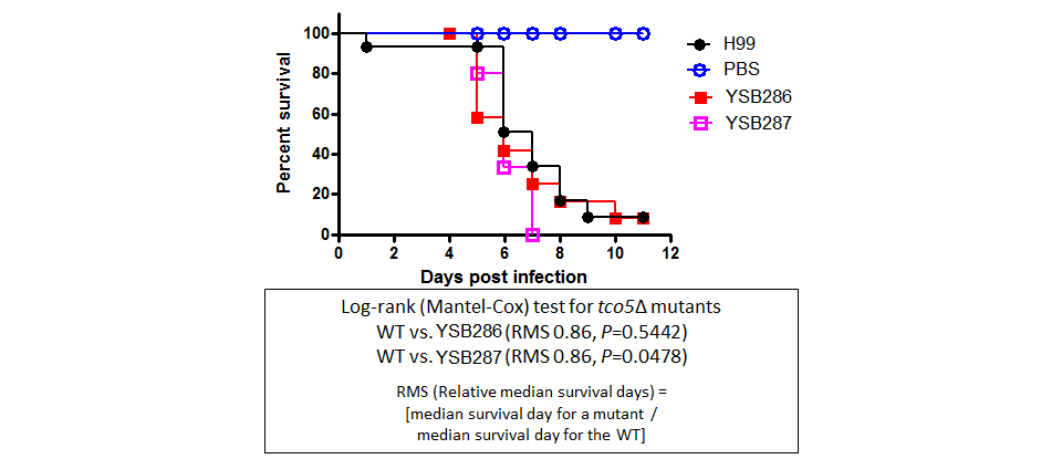Galleria mellonella virulence data for CNAG_00106T0