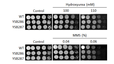 Genotoxic stress phenotype for CNAG_00106T0