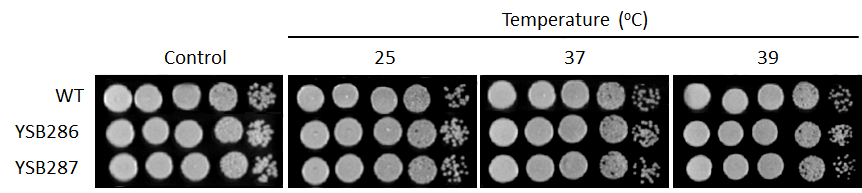 Growth phenotype for CNAG_00106T0
