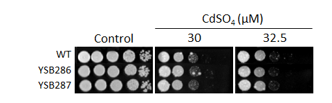 Heavy metal stress phenotype for CNAG_00106T0