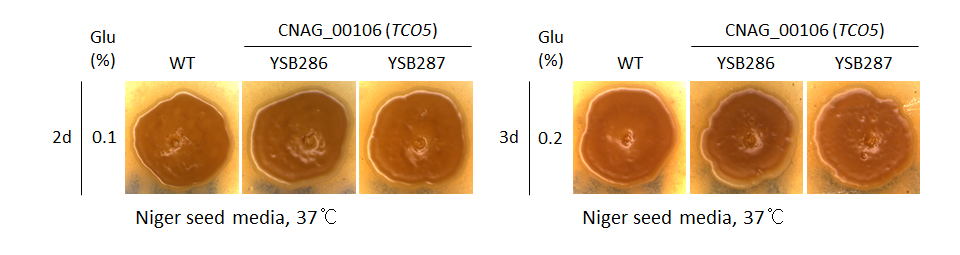 Melanin phenotype for CNAG_00106T0