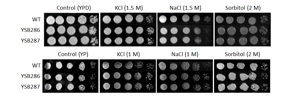 Osmotic stress phenotype for CNAG_00106T0