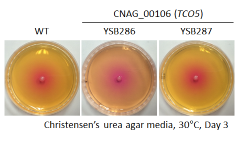 Urease phenotype for CNAG_00106T0
