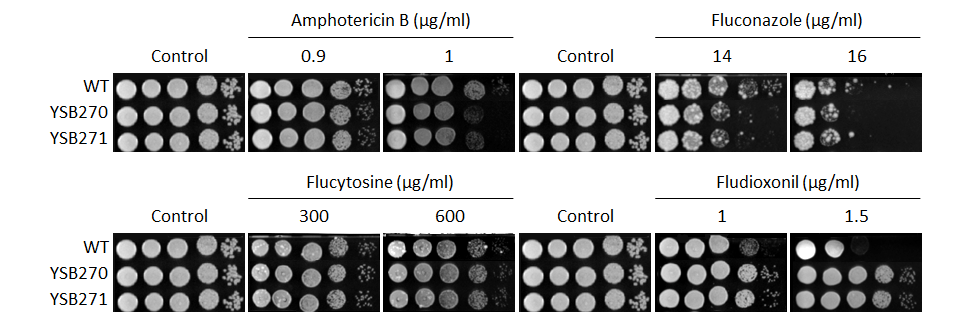 Antifungal drug susceptibility for CNAG_00130T0