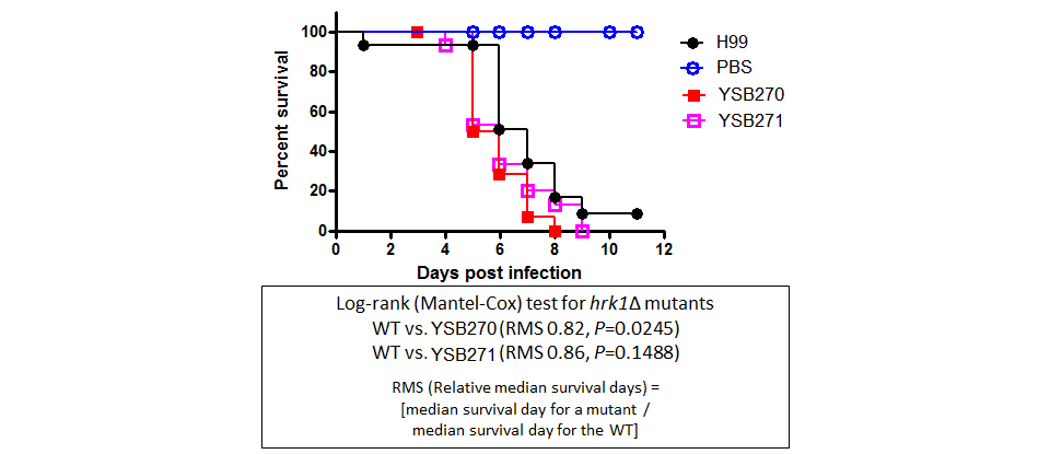Galleria mellonella virulence data for CNAG_00130T0