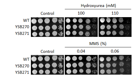 Genotoxic stress phenotype for CNAG_00130T0