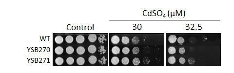 Heavy metal stress phenotype for CNAG_00130T0