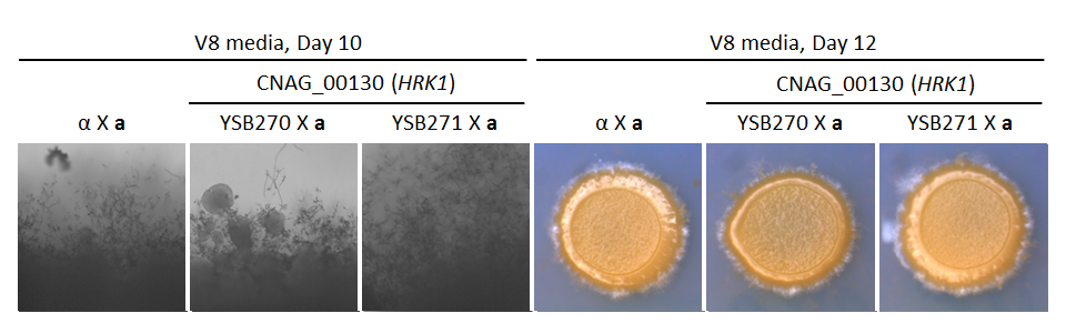 Growth phenotype for CNAG_00130T0