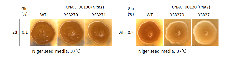 Melanin phenotype for CNAG_00130T0