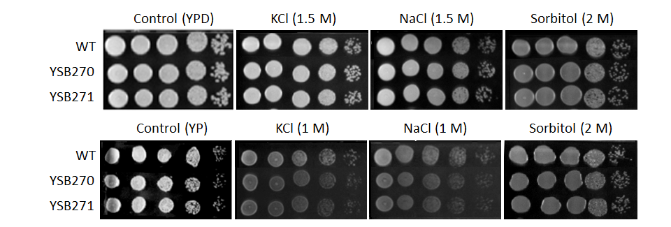 Osmotic stress phenotype for CNAG_00130T0