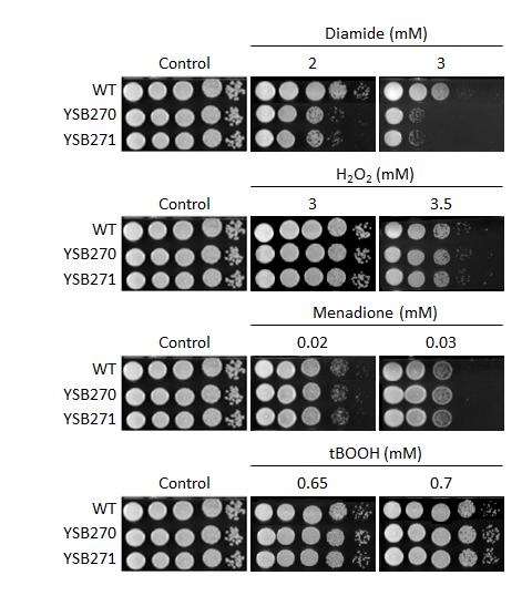 Oxidative stress phenotype for CNAG_00130T0