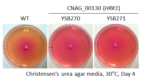 Urease phenotype for CNAG_00130T0