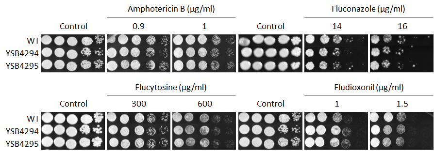 Antifungal drug susceptibility for CNAG_00266T0