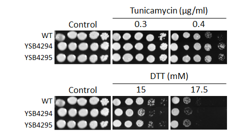 ER stress phenotype for CNAG_00266T0