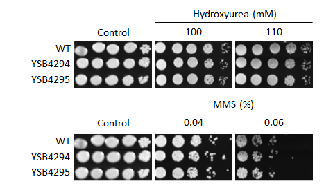 Genotoxic stress phenotype for CNAG_00266T0