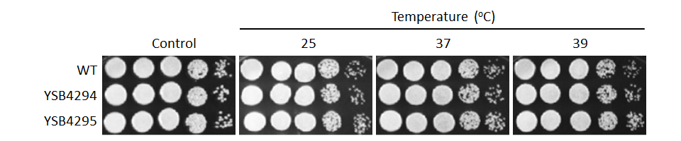 Growth phenotype for CNAG_00266T0