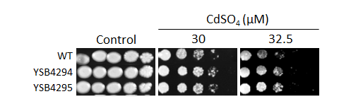 Heavy metal stress phenotype for CNAG_00266T0