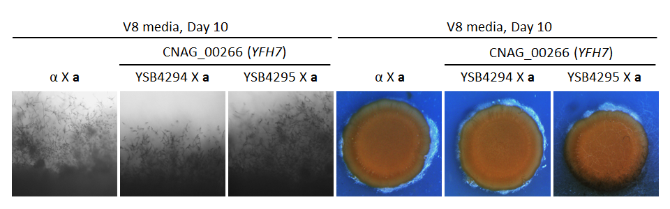 Growth phenotype for CNAG_00266T0