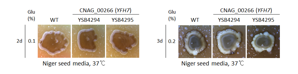Melanin phenotype for CNAG_00266T0