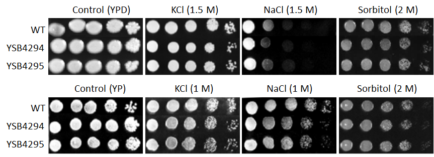 Osmotic stress phenotype for CNAG_00266T0