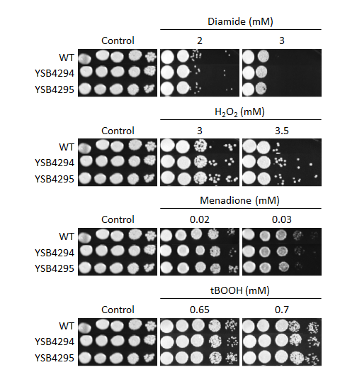 Oxidative stress phenotype for CNAG_00266T0