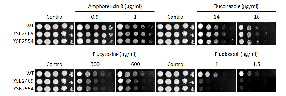 Antifungal drug susceptibility for CNAG_00363T0