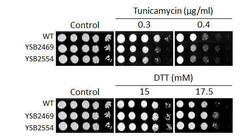 ER stress phenotype for CNAG_00363T0