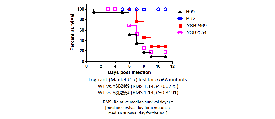 Galleria mellonella virulence data for CNAG_00363T0