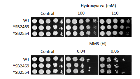 Genotoxic stress phenotype for CNAG_00363T0