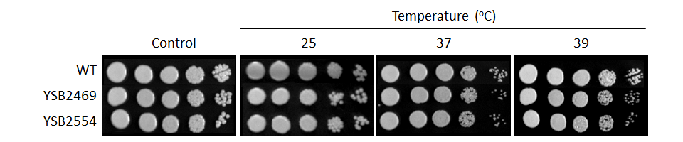 Growth phenotype for CNAG_00363T0