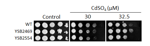 Heavy metal stress phenotype for CNAG_00363T0