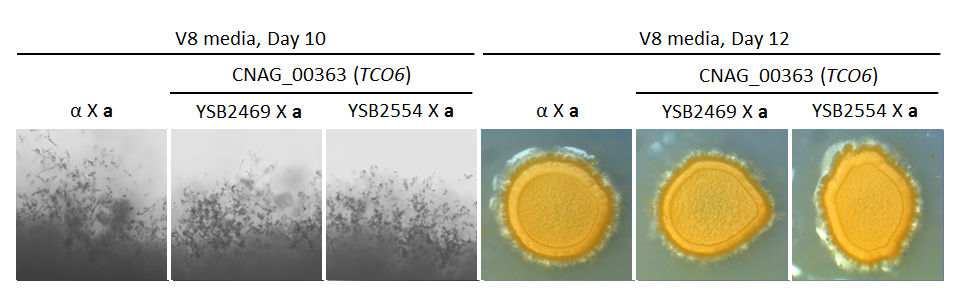Growth phenotype for CNAG_00363T0