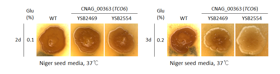 Melanin phenotype for CNAG_00363T0