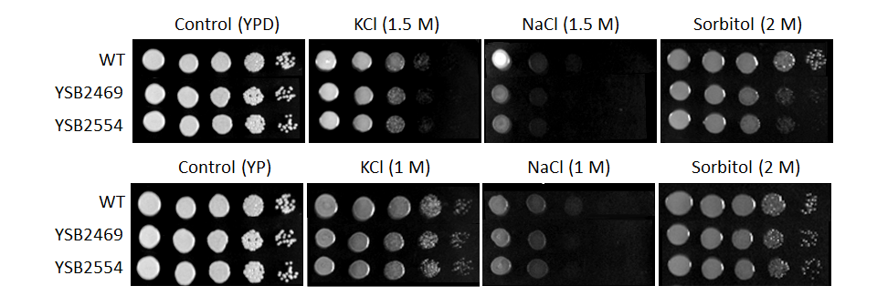 Osmotic stress phenotype for CNAG_00363T0