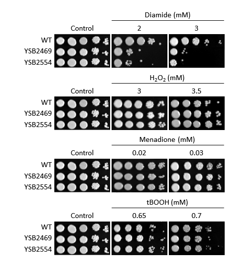 Oxidative stress phenotype for CNAG_00363T0