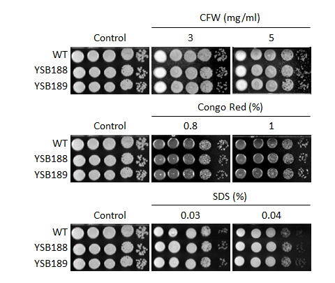 Cell wall stress phenotype for CNAG_00396T0