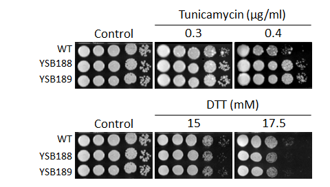 ER stress phenotype for CNAG_00396T0